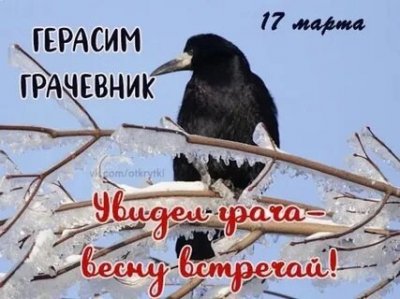 «День встречи грачей»